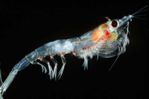krill